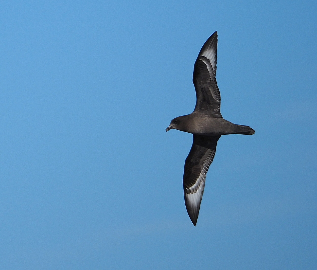 image Providence Petrel